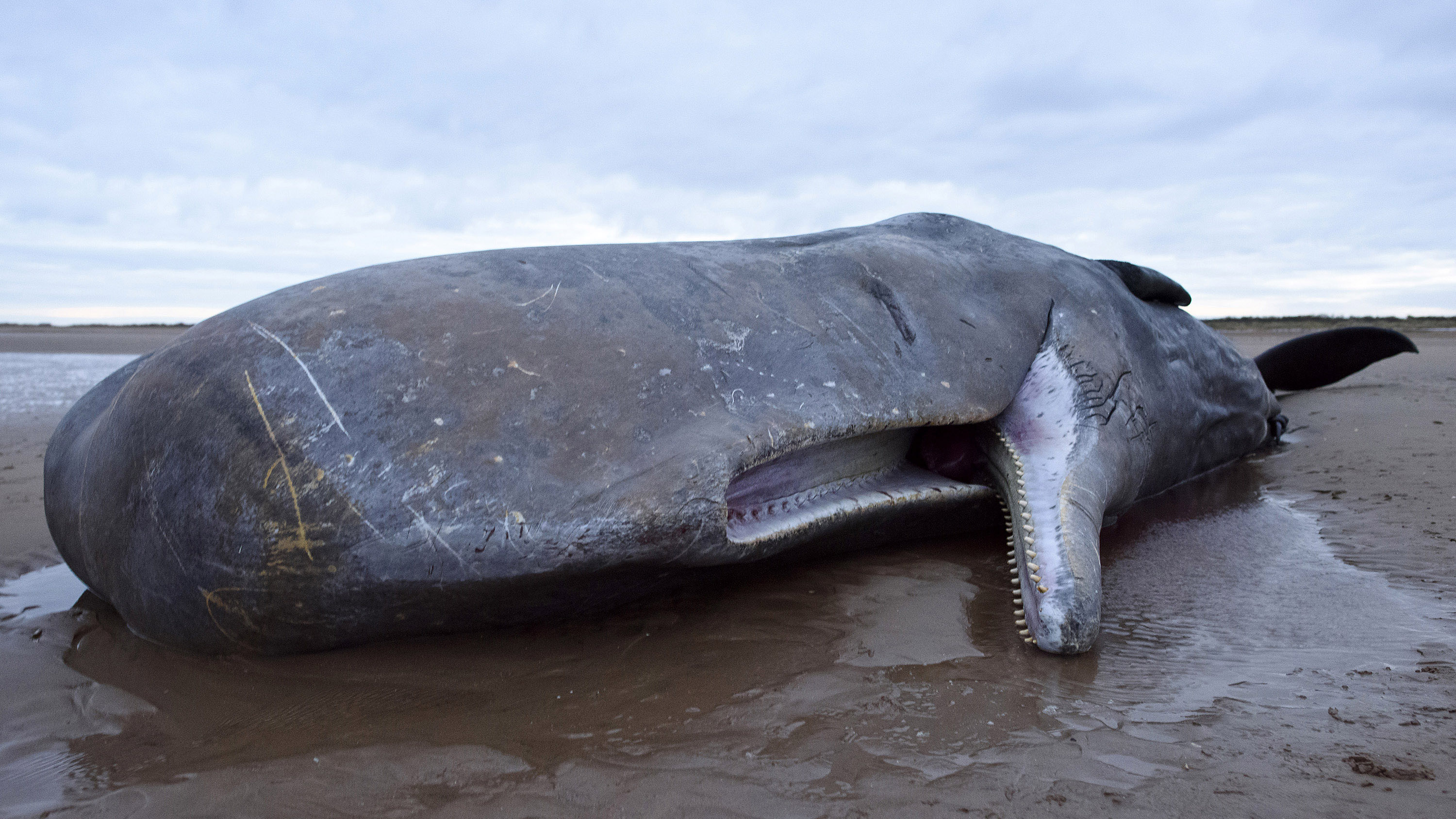 Researchers Find Plastic, Nets In Stomachs Of Dead Sperm Whales | 9news.com